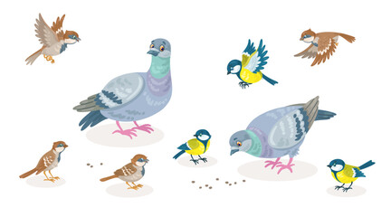 Two gray doves, three titmouses and four sparrows peck grain. City birds in different poses, sitting and flying. In cartoon style. Isolated on white background. Vector flat illustration.
