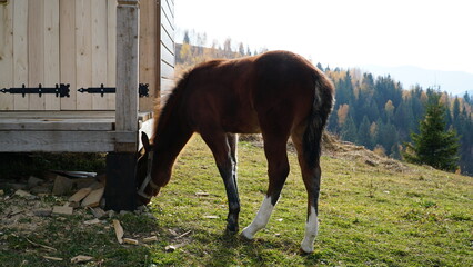 A beautiful bay horse is grazing on a pasture. A brown stallion eats green grass. Adult male equus caballus with black tail and mane on field. Horse breeding.