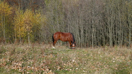 Naklejka premium A beautiful bay horse is grazing on a pasture. A brown stallion eats green grass. Adult male equus caballus with black tail and mane on field. Horse breeding.