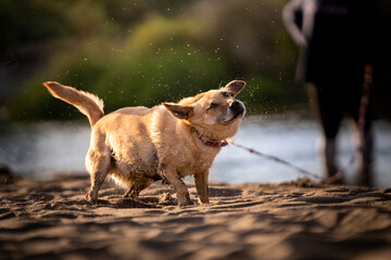 Pies na plaży otrzepuje się z piasku i wody - obrazy, fototapety, plakaty
