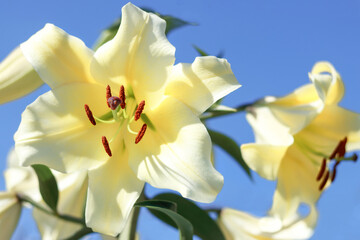 Close-up of yellow Lily on blue sky.  Daylily Bell flower in garden. Lily blooming. Lilium flower on blue background. Yellow asiatic hybrid lilies. Gardening concept. Flowers greeting card. 