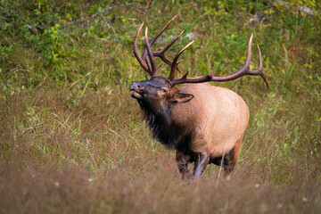 Rocky Mountain Elk Bugling