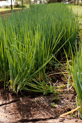 Obraz premium Chive leaf in vegetable garden. All very beautiful. green onion leaves
