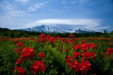 桑の木台湿原（鳥海山）