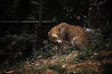 Indian Leopard licking its skin, sitting in the park.