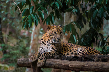 Beautiful shot of a leopard lying on the wooden structure and having rest