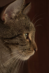 European breed cat with green eyes and gray-brown fur. Portrait of a pet.