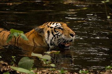 Fototapeta na wymiar Beautiful Bengal tiger relaxing in forest pool, closeup shot.