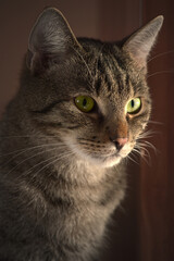 European breed cat with green eyes and gray-brown fur. Portrait of a pet.