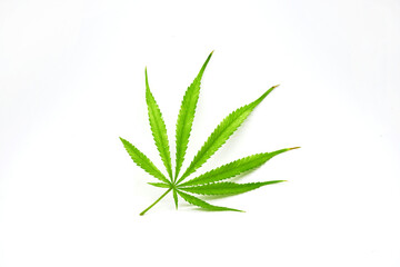 Cannabis leaf isolated on white background. Marijuana 