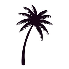 Fototapeta na wymiar tropical tree palm