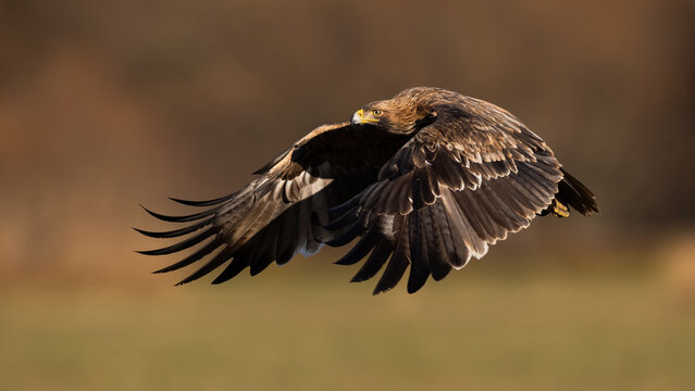 Eastern imperial eagle, aquila heliaca, flying with wings covering its body illuminated by sun. Raptor hovering in air from side view. Animal wildlife in nature.