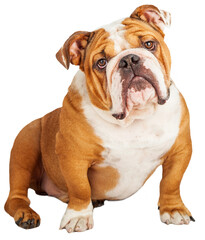 Adorable English Bulldog Looking Into The Camera - Extracted