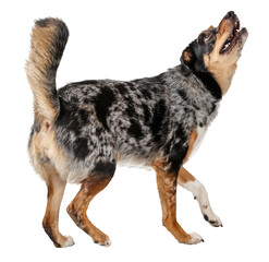 Excited Australian Shepherd Dog Walking Looking Up - Extracted