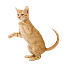 Deurstickers Frisky Orange Kitten Standing Side Playing Extracted © adogslifephoto