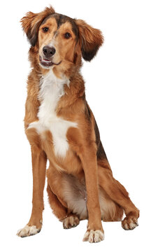 Friendly Obedient Saluki Dog Sitting Looking Forward