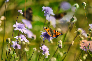 butterfly on a flower