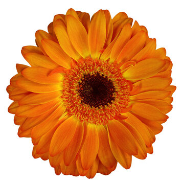 A closeup of an orange Gerber daisy
