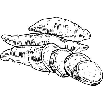 Hand Drawn Sweet Potato Sketch Illustration