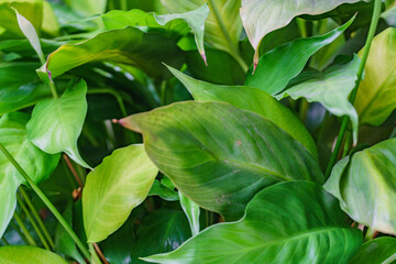 green leaves background