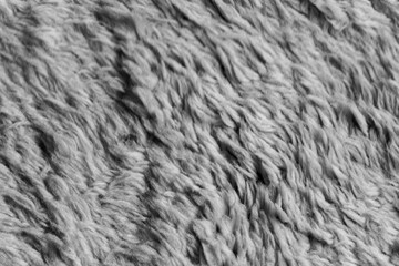 white wool background
