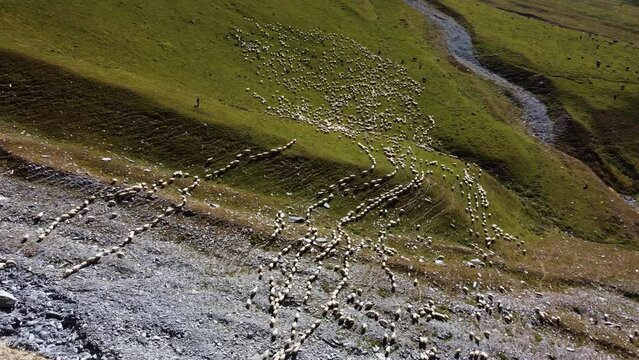 sheep eating to grass, 