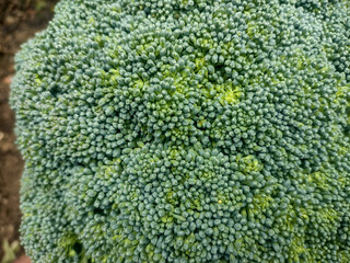 broccoli close up