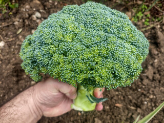 hand holding broccoli in garden