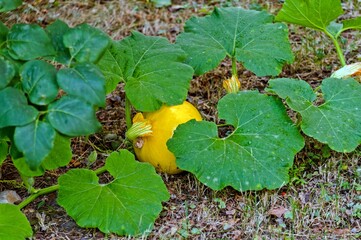 Pumpkin grows in the garden