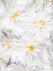 Close up of White Cosmos Flowers with Yellow Center