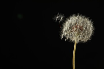 Beautiful dandelion flower on black background. Space for text