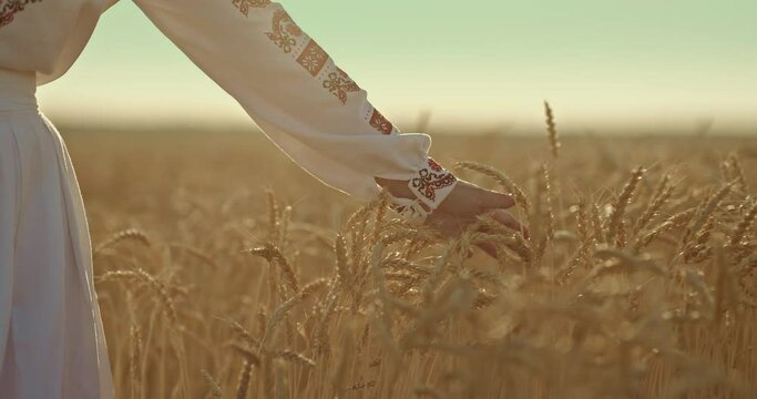 Close-up, a woman's hand in a beautiful elegant suit touches golden ears in a field. Woman runs her hand over mature ears, a rich harvest of fields. 4k, ProRes