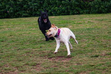 A giant Schnauzer and a Golden Labrador running and playing