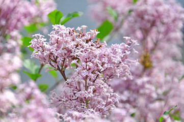 Korean lilac, 