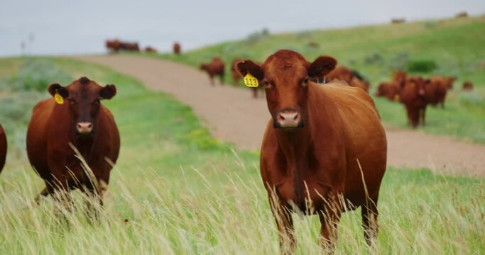 Herd of Brown Cows with Ear Tags in Farmland With Cows In Background Grazing on Green Grassland Field, Grassy Butte Region North Dakota, Cattle Breeding in Pastoral Land