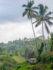 Fototapeta na wymiar Indonesia, Bali, Ubud. Tegalalang village. Lush, terraced rice fields and coconut palm trees.