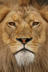 Adult male lion, Masai Mara, Kenya, Africa