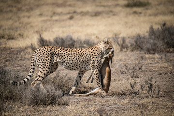 Africa, Tanzania. Ndutu area of the Serengeti, a cheetah brings home a dying baby gazelle to her cubs.