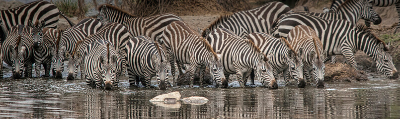 Fototapeta na wymiar Africa, Tanzania. A herd of zebras keep an eye out for hungry crocodiles in the heart of the Serengeti.