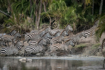 Fototapeta na wymiar Africa, Tanzania. Perhaps spooked by crocodiles, zebras stampede in the Serengeti.