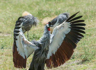 Fototapeta premium Africa, Tanzania. A crowned crane, shows its mighty wings during a courting display.