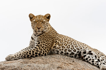 Africa, Tanzania. A leopard poses on a large rock.