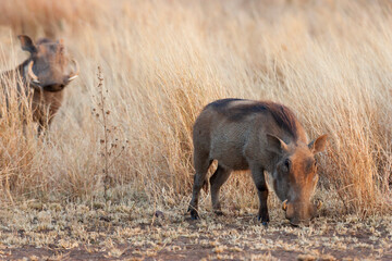 Africa, Tanzania. A warthog feeds in the short grass while a boar looks on.