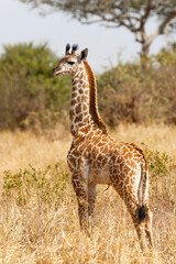 Obraz na płótnie Canvas Africa, Tanzania. Portrait of a newborn giraffe with its umbilical cord still visible.
