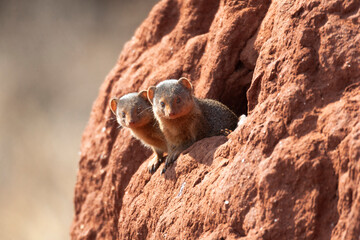 Africa, Tanzania. Some dwarf mongooses look out from their home in a termite mound.