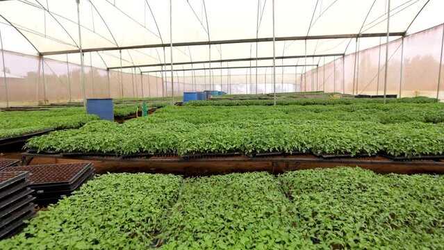 Plan nursery in a green house