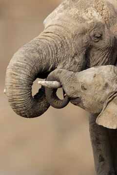 Africa, Tanzania, African bush elephant. An elephant calf stands with its trunk over its mother's tusk.