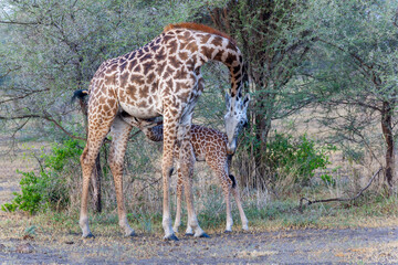 Naklejka na ściany i meble Africa, Tanzania. A young giraffe suckles.