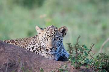 Africa. Tanzania. A young leopard watches carefully from behind a mound of dirt.