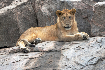 Naklejka na ściany i meble Africa, Tanzania. A young lion lies on a rocky kopje.